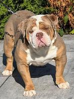 Old english bulldog Choco merle reu, Dieren en Toebehoren, Reu, CDV (hondenziekte), 1 tot 2 jaar, Bulldog