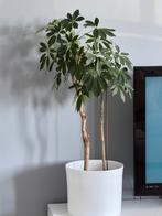 Bloempot met plantje, Ophalen of Verzenden, Zomer, Volle zon