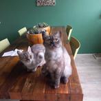 Britse korthaar prijs per stuk, Dieren en Toebehoren, Katten en Kittens | Raskatten | Korthaar, Meerdere dieren