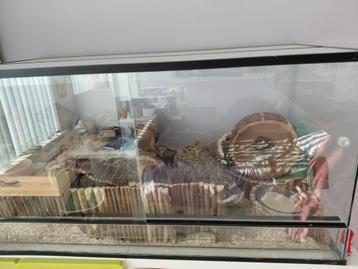 Grote terrarium met hamster beschikbaar voor biedingen