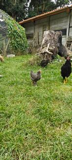 Kip kuikens kruising Amrock / Brahma, Dieren en Toebehoren, Pluimvee, Meerdere dieren, Kip