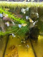 blue koi tuxido guppen, Dieren en Toebehoren, Vissen | Aquariumvissen, Vis, Zoetwatervis