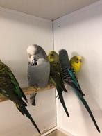 Engelse parkieten, Meerdere dieren, Parkiet