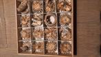 Kerst rieten kersthangers in doos, Ophalen of Verzenden, Nieuw