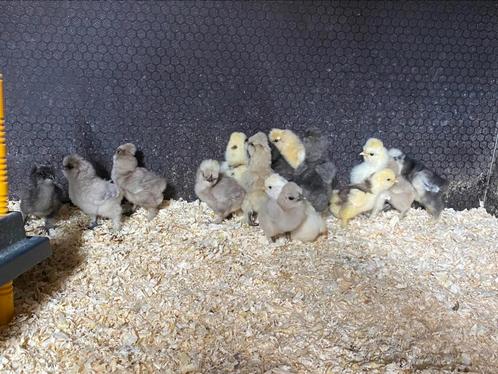 USA zijdehoen kuikentjes, Dieren en Toebehoren, Pluimvee, Kip, Geslacht onbekend