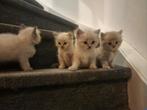 Mooie lieve ragdoll kittens, Dieren en Toebehoren, Katten en Kittens | Raskatten | Langhaar, Meerdere dieren, Gechipt