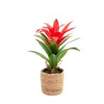 Partij kunstplanten Guzmania 37cm, Huis en Inrichting, Woonaccessoires | Kunstplanten en Kunstbloemen, Ophalen of Verzenden, Nieuw