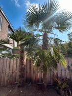 Twee grote Trachycarpus palmbomen, Ophalen, Zomer, Volle zon, Palmboom