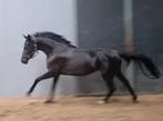 Super knappe en goed bewegende paardgefokte Epony, E pony (1.48m - 1.57m), Merrie, Gechipt, Dressuurpony