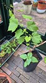 Druif mooie druif in pot, Ophalen, Minder dan 100 cm, In pot, Zomer