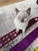 Britse Korthaar Kittens, Dieren en Toebehoren, Katten en Kittens | Raskatten | Korthaar, Meerdere dieren