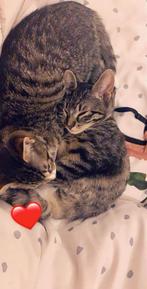 Baby en Nala zoeken een warm nieuw thuis, Dieren en Toebehoren, Katten en Kittens | Overige Katten, Meerdere dieren