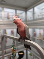 Rose Kaketoe, Dieren en Toebehoren, Vogels | Parkieten en Papegaaien, Meerdere dieren, Papegaai, Geringd
