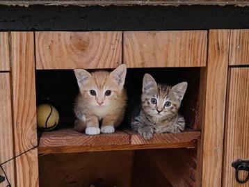 Super lieve en ondernemende kittens tijgertjes beschikbaar voor biedingen