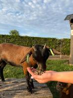 Prachtig dwerggeitje!, Dieren en Toebehoren, Vrouwelijk, Geit, 0 tot 2 jaar