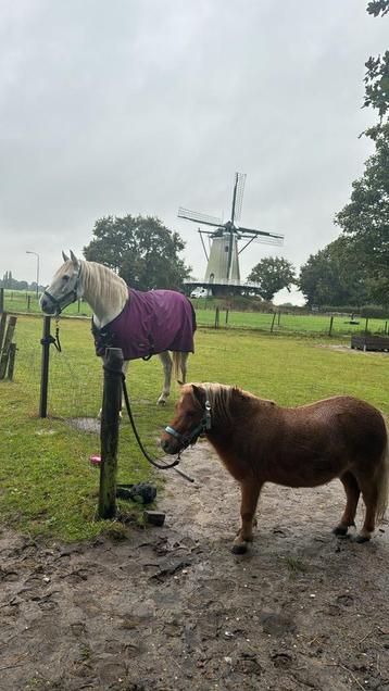 Pony activiteiten soest beschikbaar voor biedingen