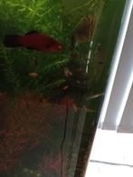 Leuke baby platy,s, Dieren en Toebehoren, Vissen | Aquariumvissen, Vis, Zoetwatervis, Schoolvis