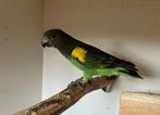 3-0 Meijer papegaai 2025 [Poicephalus Meyeri Saturatus], Dieren en Toebehoren, Mannelijk, Papegaai, Geringd