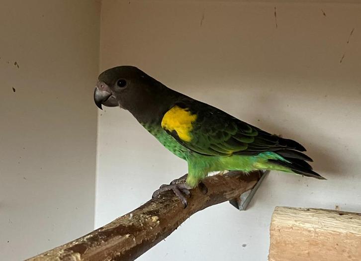 3-0 Meijer papegaai 2025 [Poicephalus Meyeri Saturatus], Dieren en Toebehoren, Vogels | Parkieten en Papegaaien, Papegaai, Mannelijk