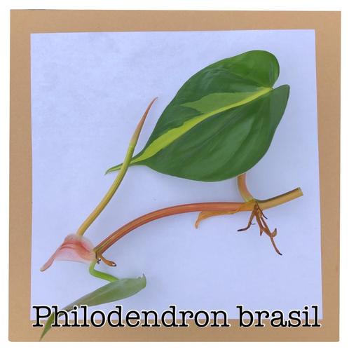 14. philodendron brasil stekje €1,75, Huis en Inrichting, Kamerplanten, Overige soorten, Minder dan 100 cm, Ophalen of Verzenden