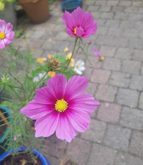 Zaadjes cosmea, biologisch, Tuin en Terras, Bloembollen en Zaden, Zaad, Voorjaar, Volle zon, Ophalen of Verzenden