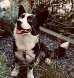 welsh corgi cardigan dekreu, Reu, CDV (hondenziekte), Eén hond, 3 tot 5 jaar