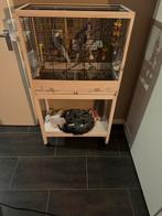 Valkparkieten, Meerdere dieren, Parkiet, Pratend