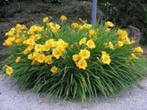 vaste planten, Tuin en Terras, Planten | Tuinplanten, Ophalen, Zomer, Overige soorten, Volle zon