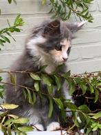 Maine Coon kittens -GERESERVEERD, Dieren en Toebehoren, Katten en Kittens | Raskatten | Langhaar, Poes, Gechipt, 0 tot 2 jaar