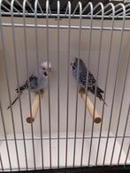 Koppel grasparkieten, Dieren en Toebehoren, Meerdere dieren, Parkiet