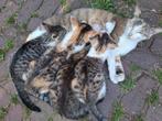 Superlieve kitten poesjes- lapje - tijger - bont, Dieren en Toebehoren, Poes