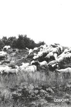 943194	Dwingeloo	Schaapherder	met Hollandse Herder op de Kra, Gelopen, Drenthe, Verzenden