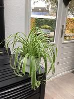 Plant Graslelie, spiderplant zonder overpot Chlorophytum, Ophalen of Verzenden