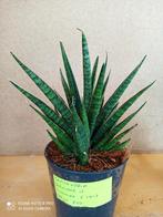 Sanseveria potmaat 12 nummer C1017, Huis en Inrichting, Ophalen of Verzenden, Halfschaduw, Minder dan 100 cm