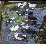 gevraagd kwaker eendjes kwakers kwakertjes eendjes, Meerdere dieren, Eend