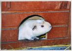 Cavia in opening hok, Verzamelen, Ophalen of Verzenden, 1980 tot heden, Ongelopen, Knaagdier