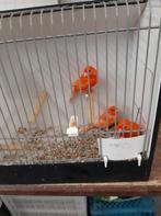 Rood vetstof, Dieren en Toebehoren, Vogels | Kanaries, Mannelijk, Kleurkanarie