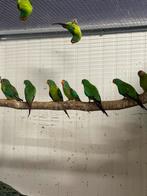 Swift parkieten, Dieren en Toebehoren, Vogels | Overige Vogels, Meerdere dieren