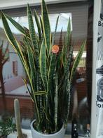 Sansevieria, Vrouwentong, Belgische gordijnen, in pot., Ophalen, 100 tot 150 cm, Overige soorten, Halfschaduw