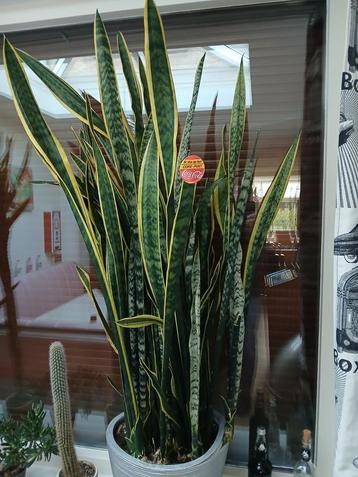 Sansevieria, Vrouwentong, Belgische gordijnen, in pot. beschikbaar voor biedingen
