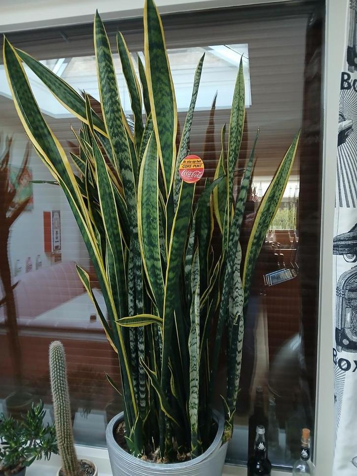Sansevieria, Vrouwentong, Belgische gordijnen, in pot., Huis en Inrichting, Kamerplanten, Overige soorten, 100 tot 150 cm, Groene kamerplant