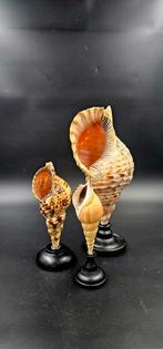 Charonia Tritons Grote Tritonschelp, Ophalen of Verzenden, Fossiel
