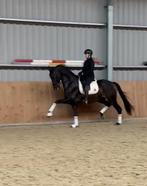 FANTASTISCH JUNIOREN OF YOUNGRIDERS PAARD, ZZ, Gechipt, Ruin, Dressuurpaard