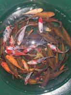 Prachtige Schubinkins goudvis Goudvissen uit buitenvijver, Dieren en Toebehoren, Vissen | Vijvervissen, Goudvis(sen)