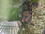 Chinese streepschildpad en Muskusschildpad, Dieren en Toebehoren, Reptielen en Amfibieën, Schildpad