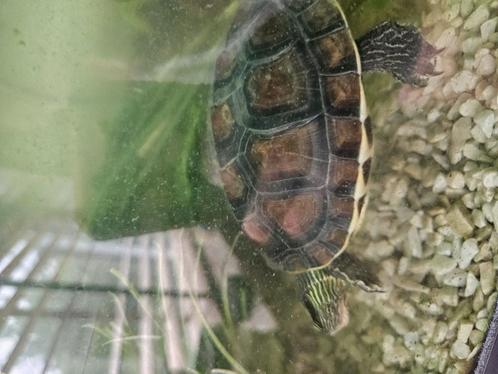 Chinese streepschildpad en Muskusschildpad, Dieren en Toebehoren, Reptielen en Amfibieën, Schildpad