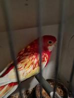 Rubino rosella pop, Dieren en Toebehoren, Vogels | Parkieten en Papegaaien, Vrouwelijk, Parkiet