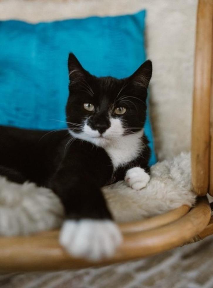 Nieuw thuis gezocht voor lieve kater Nour - 2 jaar oud, Dieren en Toebehoren, Katten en Kittens | Raskatten | Korthaar, Kater