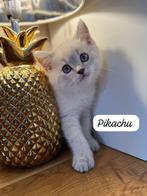 Brits korthaar, Dieren en Toebehoren, Katten en Kittens | Raskatten | Korthaar, Meerdere dieren, Gechipt, 0 tot 2 jaar