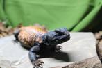 Uromastyx dispar maliensis, Sahara doornstaartagaam, Hagedis, Tam, 3 tot 6 jaar